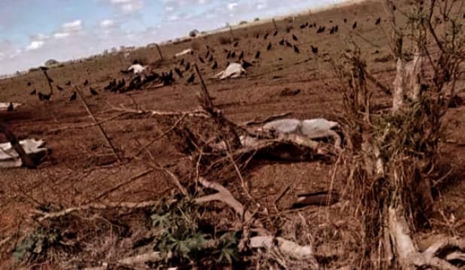 Falta de alimento causa morte de 17 bovinos em Guararapes