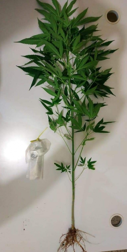 POLÍCIA MILITAR EM GUARAÇAÍ PRENDE PROCURADO PELA JUSTIÇA E DETÉM INDIVÍDUO COM PÉ DE MACONHA