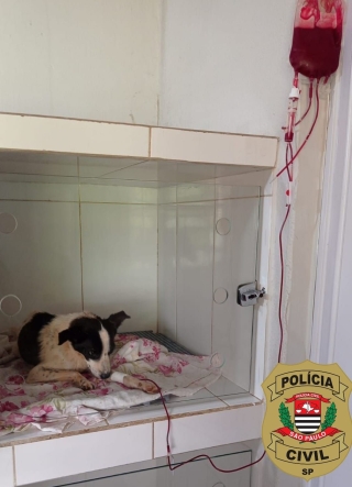 AÇÃO SOLIDÁRIA: CÃO RESGATADO PELA POLÍCIA CIVIL PASSA POR TRANSFUSÃO DE SANGUE APÓS MAUS-TRATOS EM PAULICÉIA