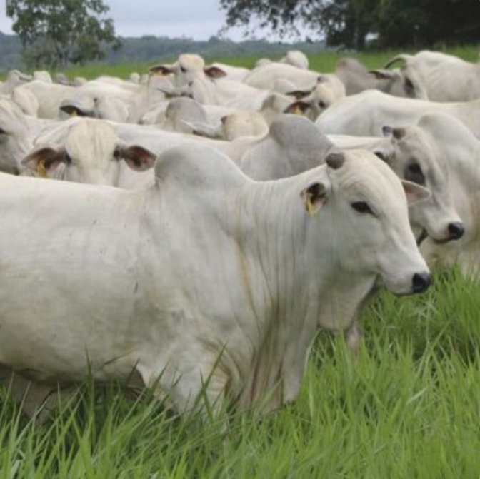 Polícia Civil de Valparaíso investiga furto de 20 vacas nelore da fazenda Figueira