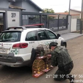 Morador de Avanhandava é multado em R$ 2,5 mil por manter canários em gaiolas