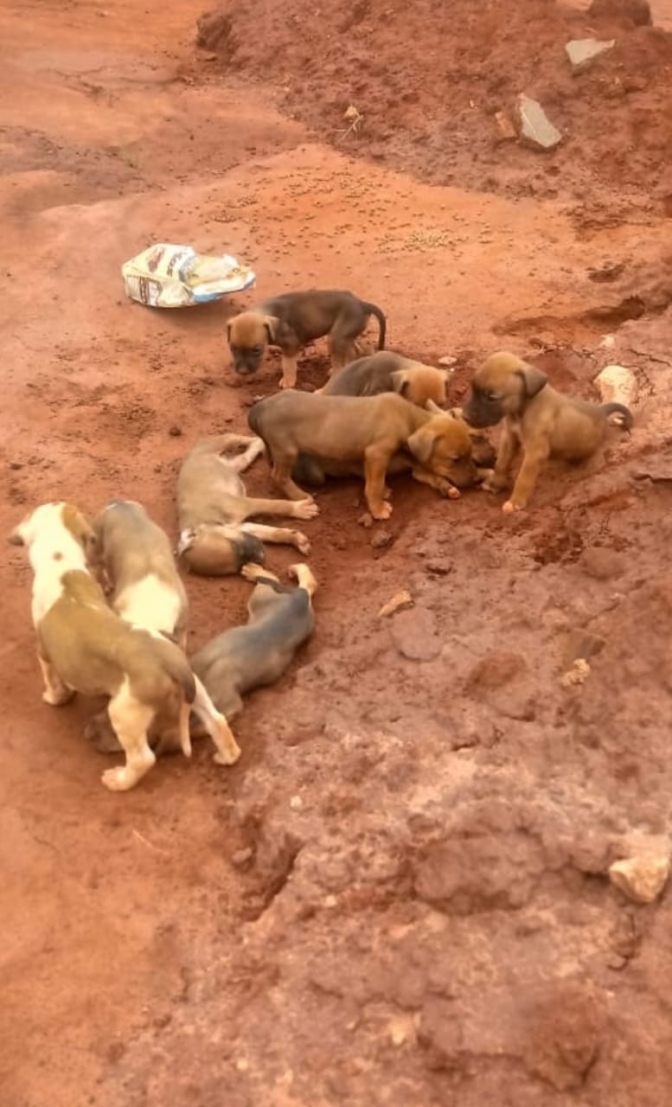 8 cães abandonados em Andradina ganham novos lares