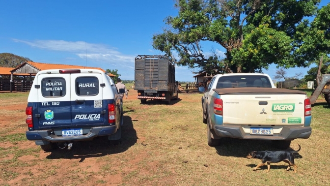 Em Três Lagoas Batalhão de Polícia Militar Rural intercepta gado sendo transportado sem documentação