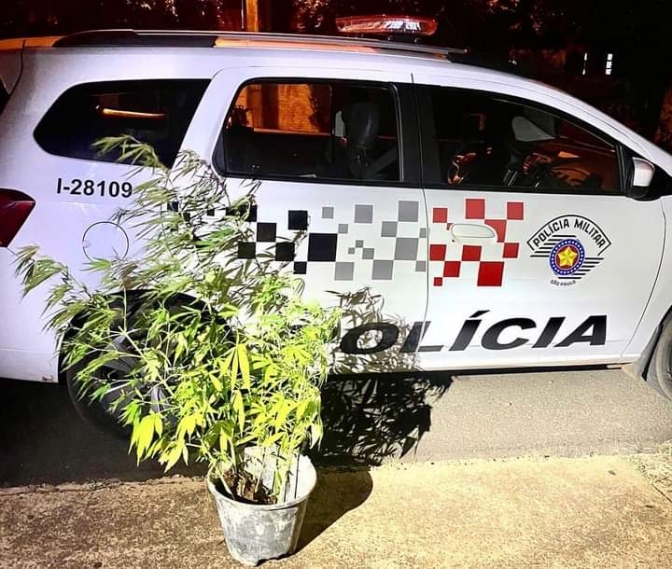 Polícia Militar de Castilho prende morador do bairro Urubupunga com pés de maconha