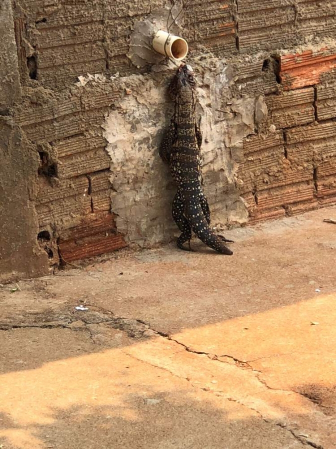 Moradora do Água Viva se depara com tiú amarrado em cano no muro da sua casa em Andradina
