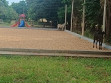 AUMENTO DE ANIMAIS SOLTOS INCOMODA MORADORES NOS BAIRROS EM ANDRADINA
