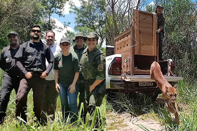 Polícia Ambiental solta onça em Nova Independência