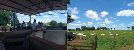 Secretário Estadual de Agricultura Guilherme Piai visitou Fazenda do Estado em Andradina