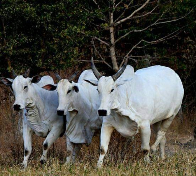 Leilão de Bovinos e Equinos na Fazenda do Estado de Andradina