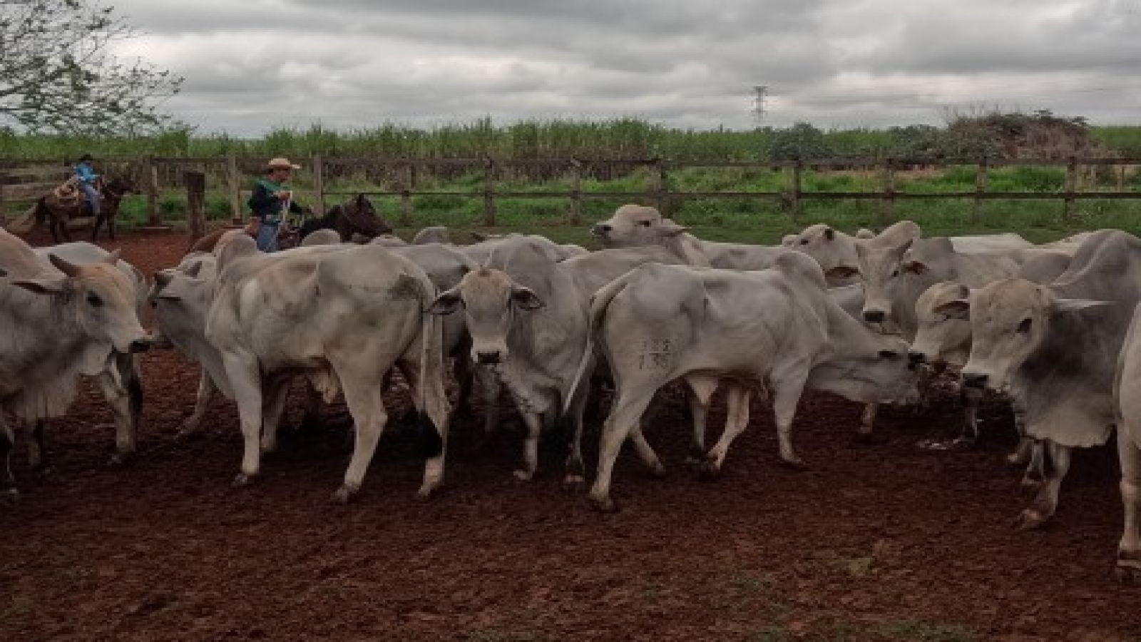 Fazenda do Estado de Andradina realizou leilão de gado