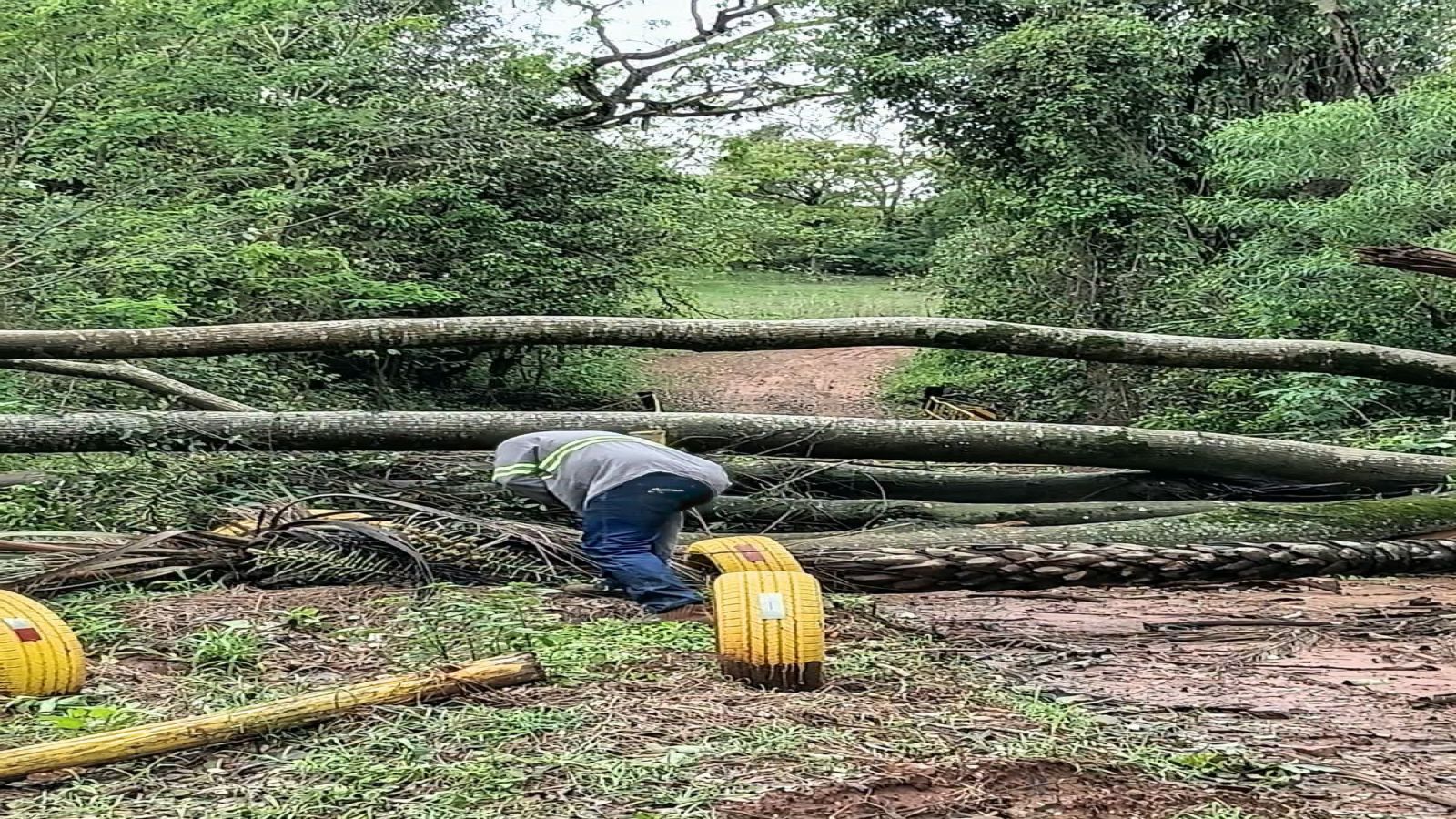 ÁRVORE CAÍDA É RETIRADA DA PONTE DO BELO MONTE APÓS CHUVAS DE DOMINGO EM ANDRADINA 